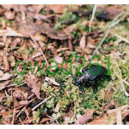 Prionus coriarius (Linnaeus, 1758) male